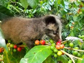 Civet coffee boutique coffee beans the latest coffee flavor introduction is full of taste