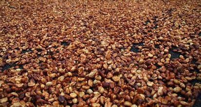 On the treatment of Coffee beans introduction of Honey treatment of Coffee fruits and its difference from others