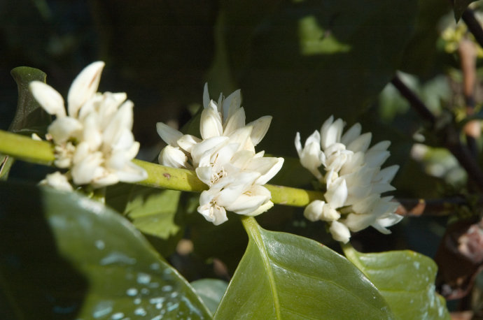 Where does the real coffee aroma come from? Understand the flavor of coffee fruit