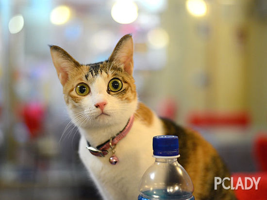 Healing system: recommend several cat coffee shops worth visiting to explore the small capital in coffee
