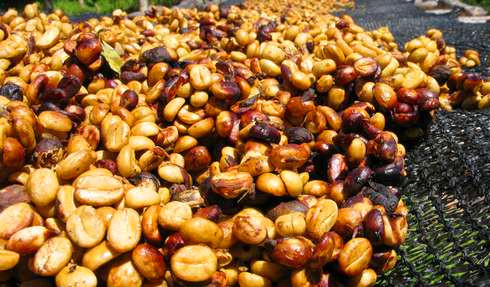 Honey treatment method introduces Honey Process Coffee what is honey treatment coffee beans?