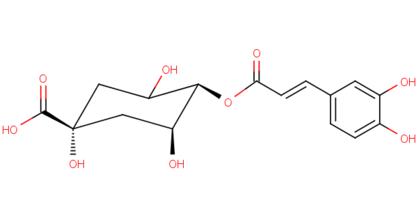 SCAA Emma Bladyka chlorogenic acid: the importance of chemical changes in chemistry and reality baking