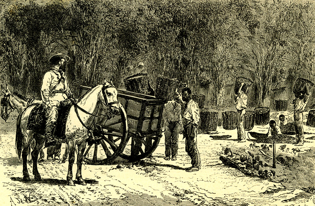 The origin of coffee how much do you know about the history of coffee? The History and Story of Coffee