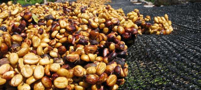 What is the secret processing of coffee beans? The treatment of coffee beans the method of treating raw coffee beans