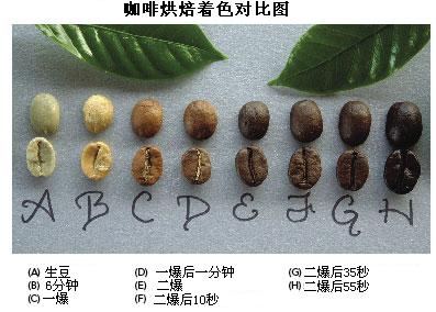 Coffee bean roasting theory the flavor characteristics of coffee beans produced by the degree of roasting of coffee beans