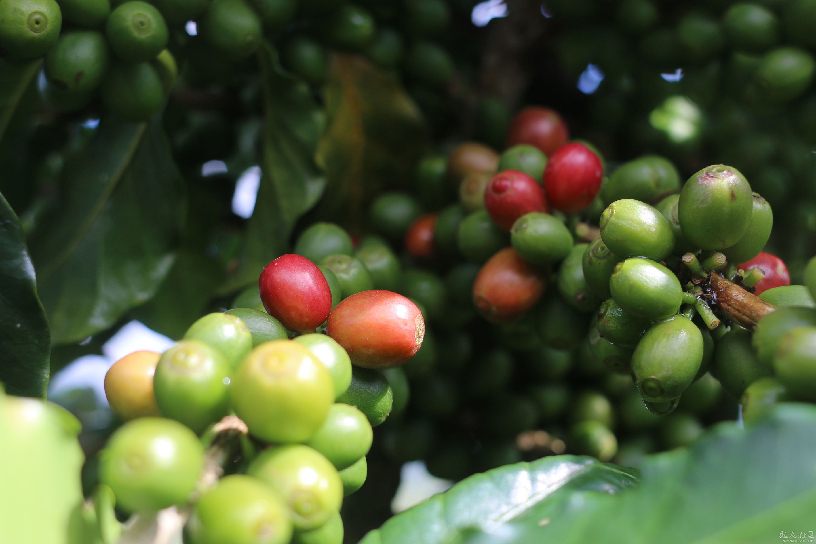 Introduction to the Variety characteristics of Typica Coffee beans the flavor and taste characteristics of Tieka coffee