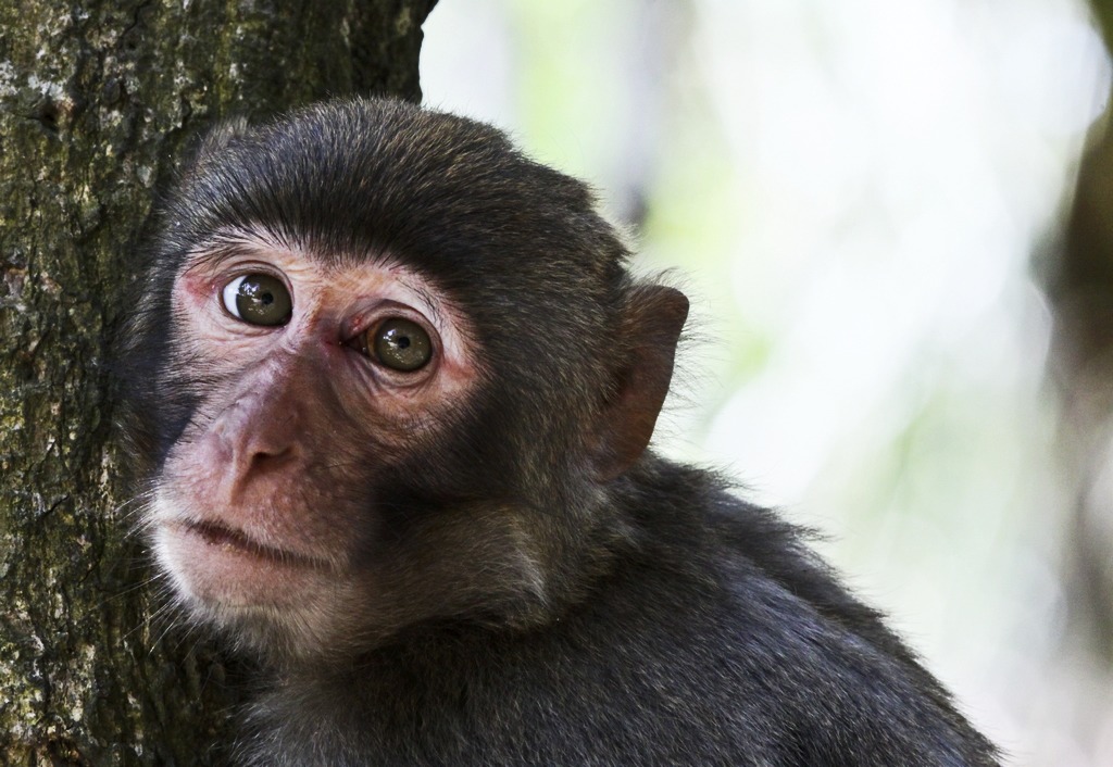 What is monkey coffee? Can I drink it? Introduction to the production process and flavor of monkey coffee