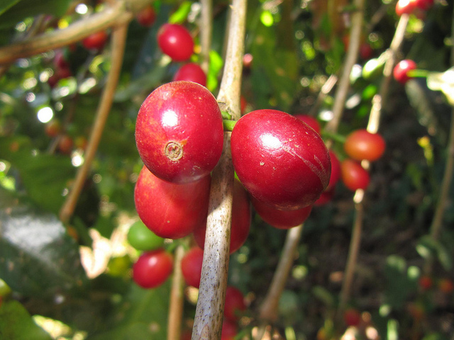 The cultivation of Panamanian Coffee in the main producing area of Panamanian Coffee