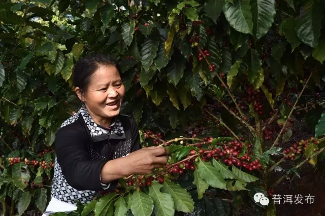 Yunnan Pu'er Coffee Manor Chinese Coffee Manor Yunnan Pu'er Coffee Coffee