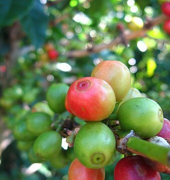 What's the difference between Panamanian Rosa coffee beans and Guatemala Rosa coffee beans?