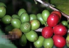 Coffee picking
