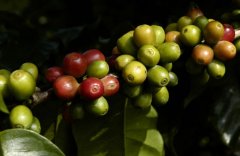 Illustration of the world-famous Kopi Luwak making process