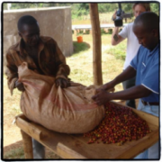 Introduction of boutique coffee in Tanzania