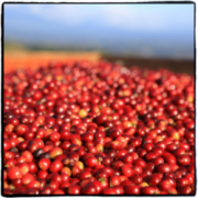 Introduction to Costa Rican boutique coffee