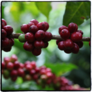 Introduction to Puerto Rico Coffee