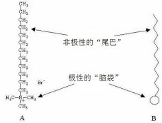 Hydrodynamics in Coffee pattern