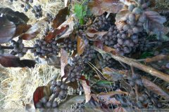 Treatment after coffee frost disaster