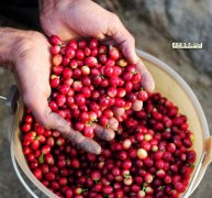 Angolan coffee is gradually recovering.