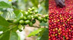 The Coffee Kingdom of Laos-- the Borofen Plateau