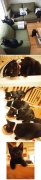 Black Cat Cafe
