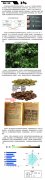 Pacamara grows coffee in the agujie farm in Guatemala