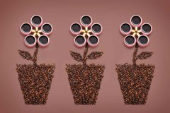 The characteristics of Blue Mountain Coffee