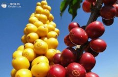 Jamaican boutique coffee producing area