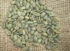 Introduction of Rosa coffee beans