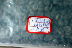 Pictures of coffee beans Katim raw beans, a variety of Yunnan coffee
