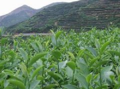 Kenyan Coffee introduction