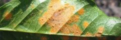 American coffee leaf rust