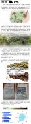 Guatemala kapok farm (plan del Guayabo) bourbon coffee