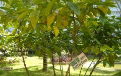 The origin of coffee trees