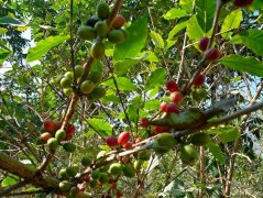 Accidentally broke into Lujiang Coffee Forest