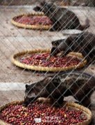 China's Kopi Luwak