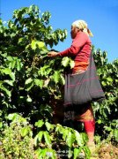 On Coffee planting Technology