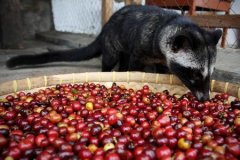 Civet Coffee-one of the most expensive Coffee