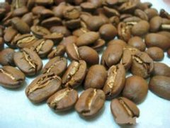 Central American specialty boutique El Salvador coffee beans