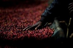 The hometown of coffee in eastern Africa, Ethiopian boutique coffee beans.