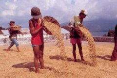 Introduction to the treatment of raw coffee beans-tanning method