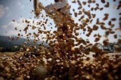 Introduction to the treatment of raw coffee beans-semi-washing method