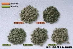 Coffee classroom: the difference between Arabica and Robusta coffee beans