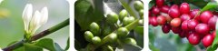 Harvesting and processing of coffee beans