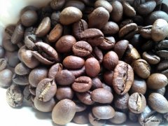 Learn about Robusta Coffee Kopi Luwak