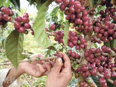 Record of coffee bean picking process in Laos