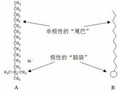 Hydrodynamics in Coffee pattern