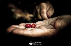 Roast Fine Coffee in Chongqing-- Hawaiian Coffee