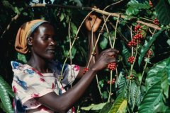 East African organic boutique manor coffee beans