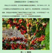 [coffee knowledge Series 1] introduction to coffee beans