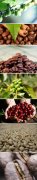 The true side of coffee beans
